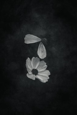 Bahçede yetişen güzel, küçük yaz çiçekleri yeşil arka planda sıcak bir günde