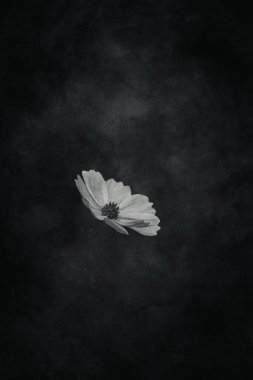 Bahçede yetişen güzel, küçük yaz çiçekleri yeşil arka planda sıcak bir günde