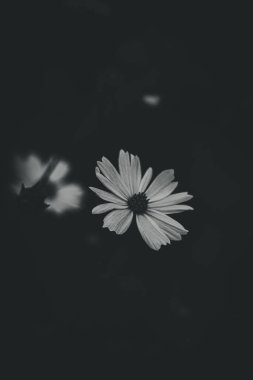 Bahçede yetişen güzel, küçük yaz çiçekleri yeşil arka planda sıcak bir günde