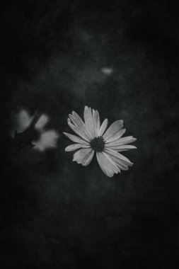 Bahçede yetişen güzel, küçük yaz çiçekleri yeşil arka planda sıcak bir günde