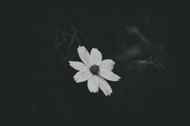 Bahçede yetişen güzel, küçük yaz çiçekleri yeşil arka planda sıcak bir günde