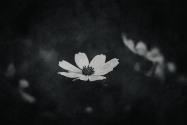 Bahçede yetişen güzel, küçük yaz çiçekleri yeşil arka planda sıcak bir günde