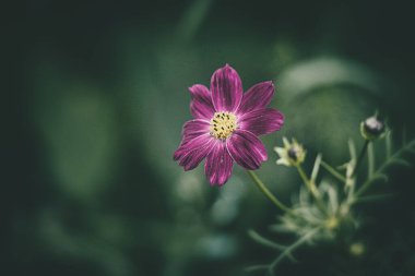 Bahçede yetişen güzel, küçük yaz çiçekleri yeşil arka planda sıcak bir günde