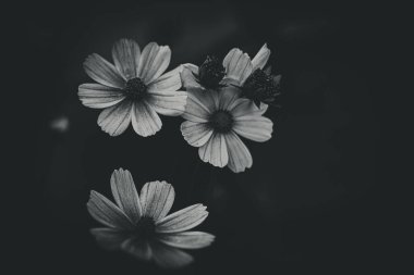 Bahçede yetişen güzel, küçük yaz çiçekleri yeşil arka planda sıcak bir günde