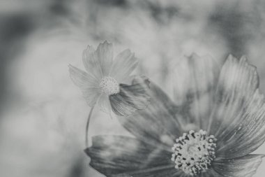 Bahçede yetişen güzel, küçük yaz çiçekleri yeşil arka planda sıcak bir günde