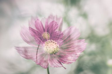 Bahçede yetişen güzel, küçük yaz çiçekleri yeşil arka planda sıcak bir günde