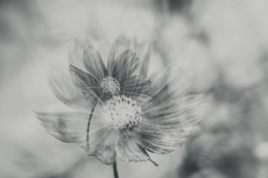 Bahçede yetişen güzel, küçük yaz çiçekleri yeşil arka planda sıcak bir günde