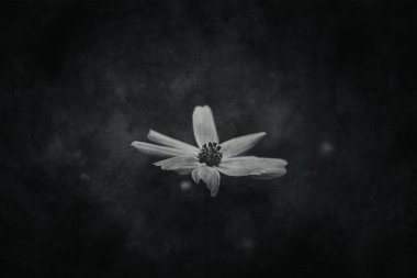 Bahçede yetişen güzel, küçük yaz çiçekleri yeşil arka planda sıcak bir günde