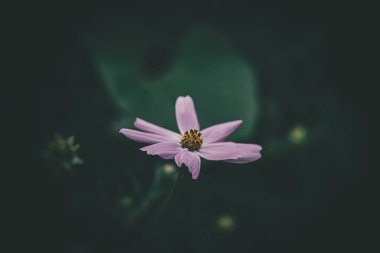 Bahçede yetişen güzel, küçük yaz çiçekleri yeşil arka planda sıcak bir günde