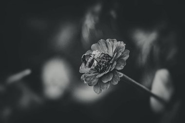 Bahçedeki mor çiçekte yeşil yaprakların arka planında oturan büyük bir yaban arısı.