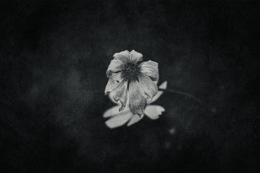 Bahçede yetişen güzel, küçük yaz çiçekleri yeşil arka planda sıcak bir günde