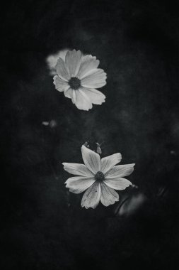 Bahçede yetişen güzel, küçük yaz çiçekleri yeşil arka planda sıcak bir günde