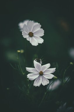 Bahçede yetişen güzel, küçük yaz çiçekleri yeşil arka planda sıcak bir günde