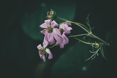 Bahçede yetişen güzel, küçük yaz çiçekleri yeşil arka planda sıcak bir günde