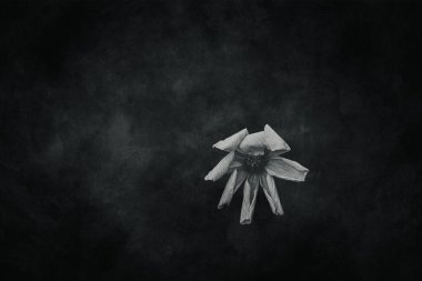 Bahçede yetişen güzel, küçük yaz çiçekleri yeşil arka planda sıcak bir günde