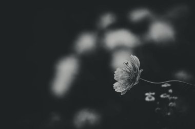 Bahçede yetişen güzel, küçük yaz çiçekleri yeşil arka planda sıcak bir günde