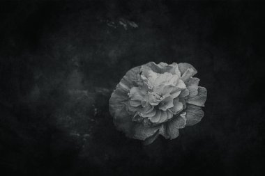 Doğal ortamdaki güzel, narin balkabağı çiçeği yaz bahçesindeki yeşil yaprakların arasında.