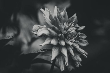 Bahçede yeşil yaprakların arasında güzel, narin, pembe bir yıldız çiçeği