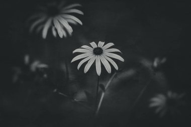 Bahçedeki yaprakların arasında yeşil arka planda güzel, ilginç sarı çiçekler.