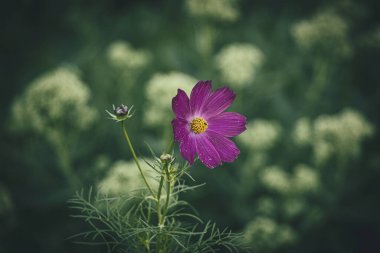 Bahçede yetişen güzel, küçük yaz çiçekleri yeşil arka planda sıcak bir günde