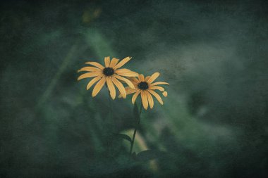 Bahçedeki yaprakların arasında yeşil arka planda güzel, ilginç sarı çiçekler.