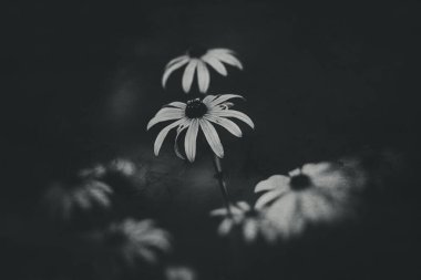 Bahçedeki yaprakların arasında yeşil arka planda güzel, ilginç sarı çiçekler.