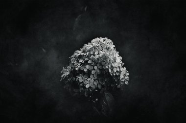 güzel beyaz ortanca yeşil yaprakların arasında bir yaz bahçesinde