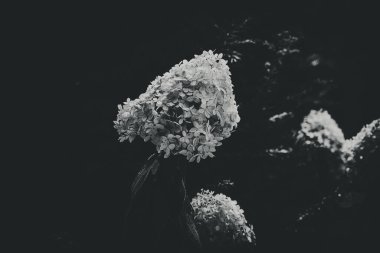 güzel beyaz ortanca yeşil yaprakların arasında bir yaz bahçesinde