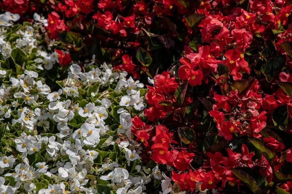 Bellissimo Sfondo Con Fiori Delicati Nei Colori Bianco Rosso Della — Foto Stock