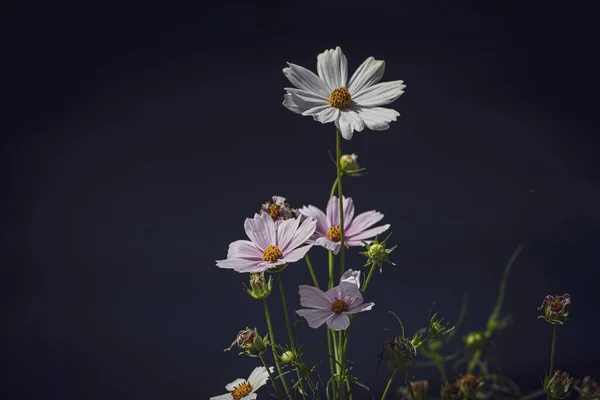 Bahçede Yetişen Güzel Küçük Yaz Çiçekleri Yeşil Arka Planda Sıcak — Stok fotoğraf