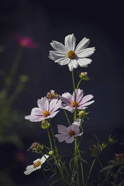Piękne Małe Letnie Kwiaty Rosnące Ogrodzie Wśród Zielonych Tła Liści — Zdjęcie stockowe
