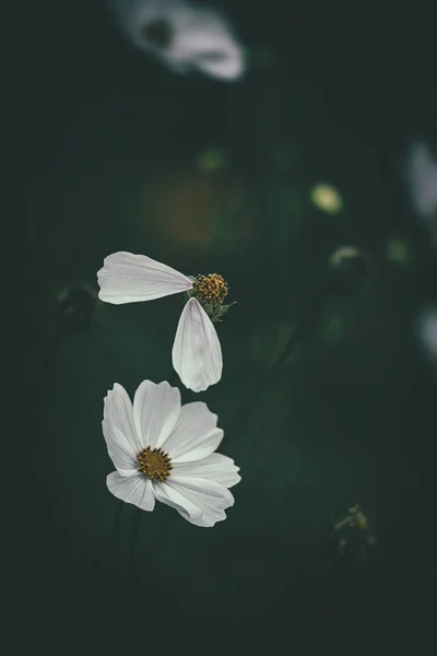 Красиві Маленькі Літні Квіти Ростуть Саду Серед Зеленого Фону Листя — стокове фото