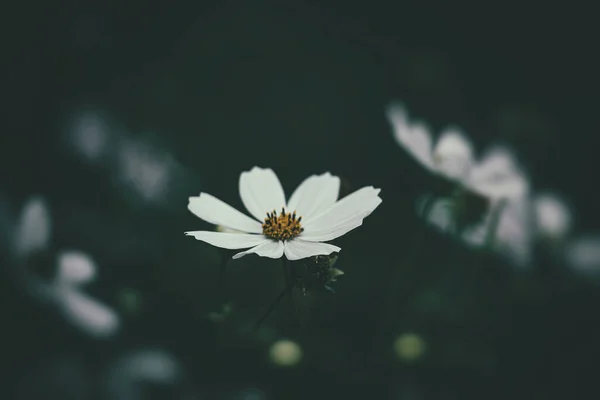 Hermosas Flores Verano Que Crecen Jardín Entre Fondo Verde Del —  Fotos de Stock