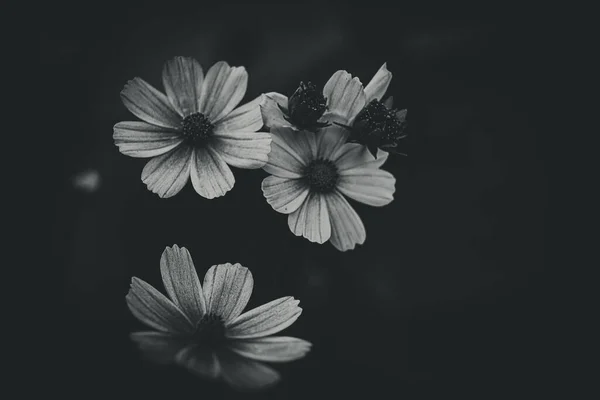 Belles Petites Fleurs Été Poussant Dans Jardin Parmi Fond Feuillage — Photo