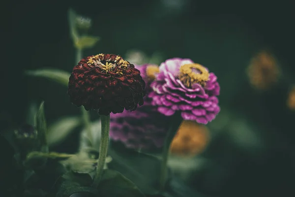 Красива Літня Жовтогаряча Квітка Серед Зеленого Листя Саду — стокове фото