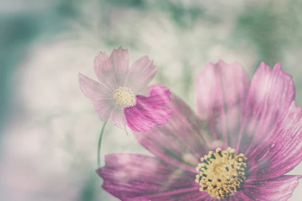 Schöne Kleine Sommerblumen Die Einem Warmen Tag Garten Zwischen Grünem — Stockfoto