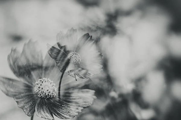 Hermosas Flores Verano Que Crecen Jardín Entre Fondo Verde Del — Foto de Stock