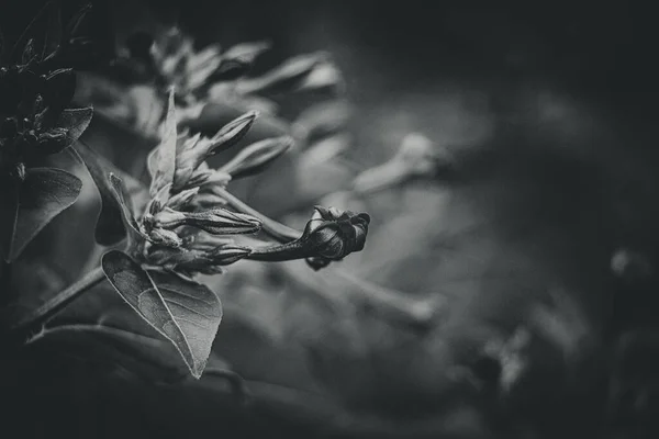 Belo Verão Pequena Flor Roxa Jardim Entre Folhas Verdes Livre — Fotografia de Stock