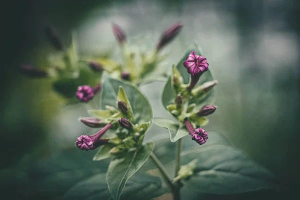 Bella Estate Piccolo Fiore Viola Giardino Tra Foglie Verdi All — Foto Stock