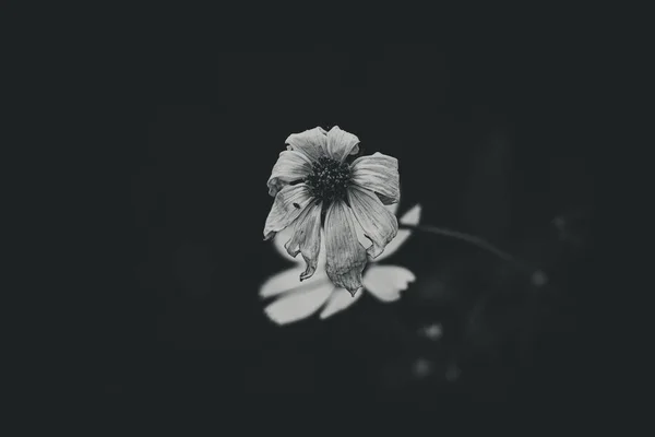 暖かい日に緑の葉の間に庭で成長する美しい小さな夏の花 — ストック写真