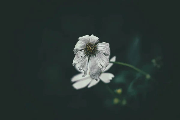 Bellissimi Fiorellini Estivi Che Crescono Giardino Tra Sfondo Verde Fogliame — Foto Stock