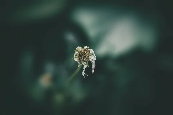 Gyönyörű Kis Nyári Virágok Nőnek Kertben Között Zöld Lombozat Háttér — Stock Fotó
