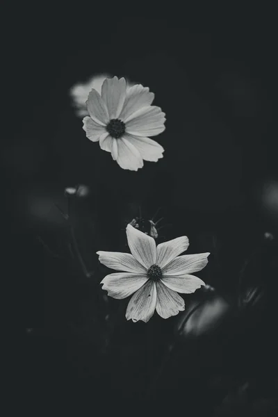 Lindas Pequenas Flores Verão Crescendo Jardim Entre Fundo Folhagem Verde — Fotografia de Stock