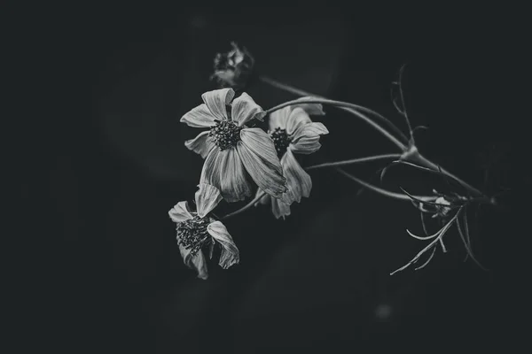 Hermosas Flores Verano Que Crecen Jardín Entre Fondo Verde Del —  Fotos de Stock