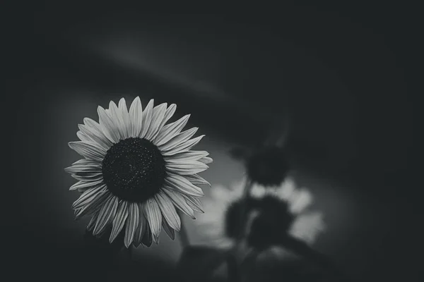 Belle Fleur Tournesol Jaune Sur Fond Feuilles Vertes Dans Jardin — Photo