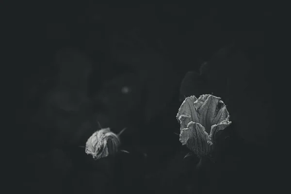 Красивый Нежный Цветок Тыквы Естественной Среде Обитания Среди Зеленых Листьев — стоковое фото