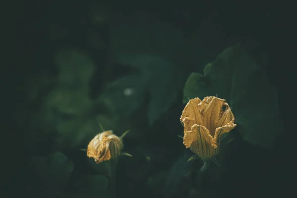 Krásná Jemná Dýně Květ Přírodním Prostředí Mezi Zelenými Listy Letní — Stock fotografie
