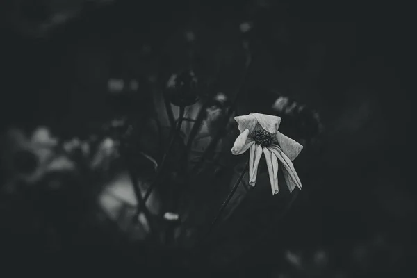 Belles Petites Fleurs Été Poussant Dans Jardin Parmi Fond Feuillage — Photo