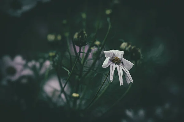 Belles Petites Fleurs Été Poussant Dans Jardin Parmi Fond Feuillage — Photo