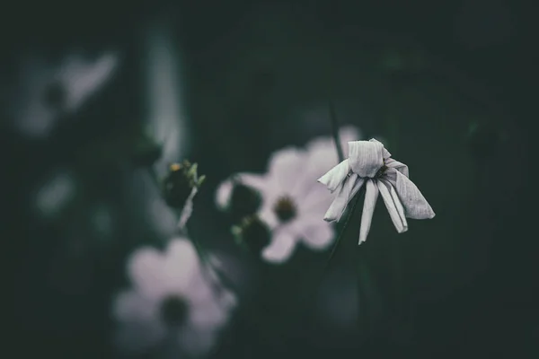 Lindas Pequenas Flores Verão Crescendo Jardim Entre Fundo Folhagem Verde — Fotografia de Stock